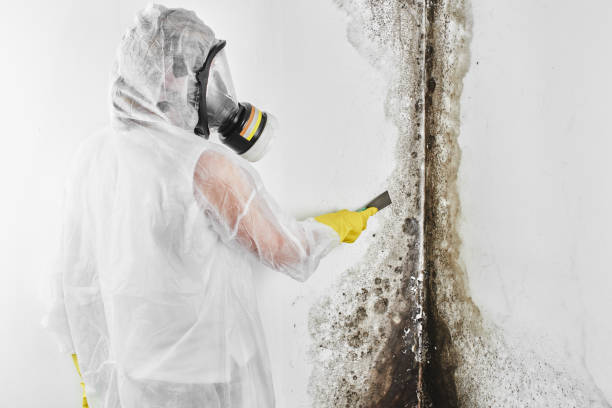 Best Emergency Mold Removal  in Commerce, OK