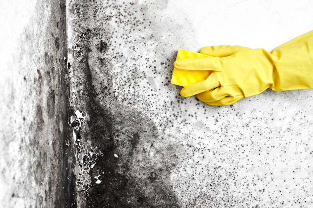 Best Mold Testing  in Commerce, OK