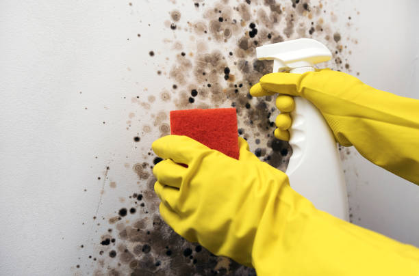 Best Certified Mold Removal  in Commerce, OK