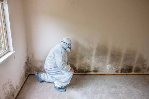 Best Local Mold Removal Service  in Commerce, OK