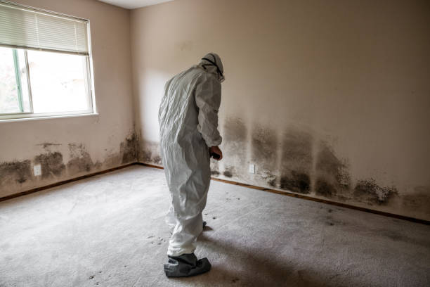 Certified Mold Removal in Commerce, OK