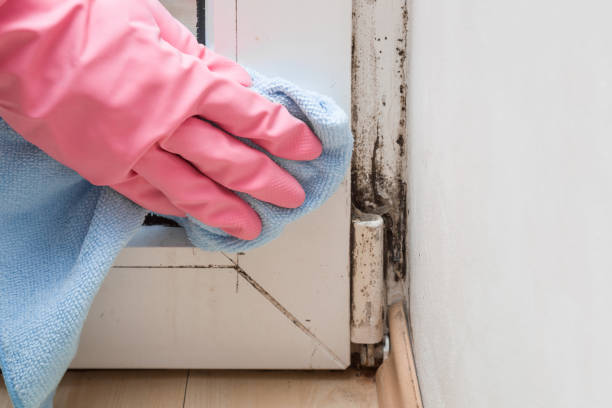 Certified Mold Removal in Commerce, OK