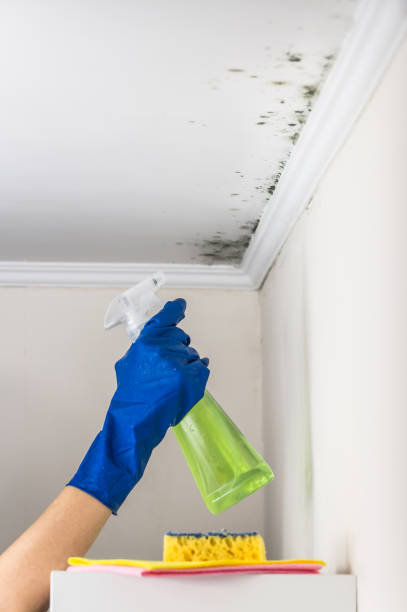 Mold Testing and Removal in Commerce, OK