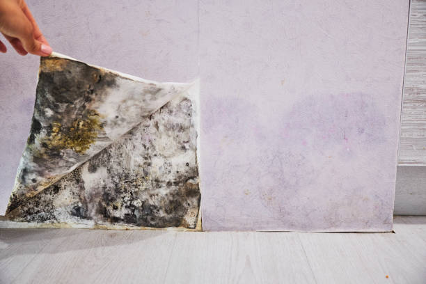 Best Residential Mold Removal  in Commerce, OK